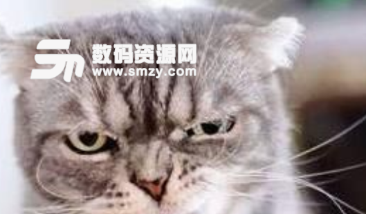 抖音社会猫表情包最新版图片