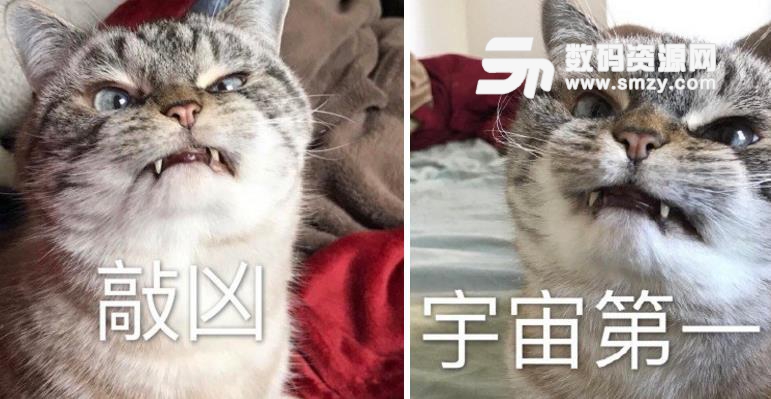 超凶Loki猫表情包免费版