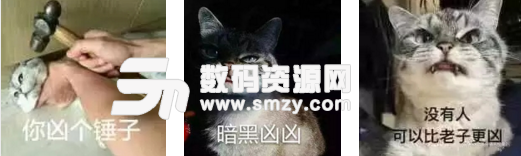 猫凶凶QQ表情包下载