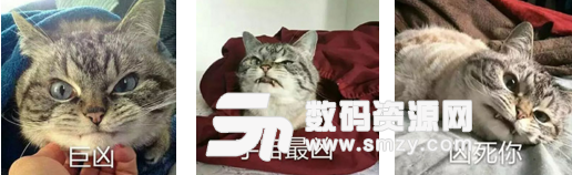 猫凶凶QQ表情包