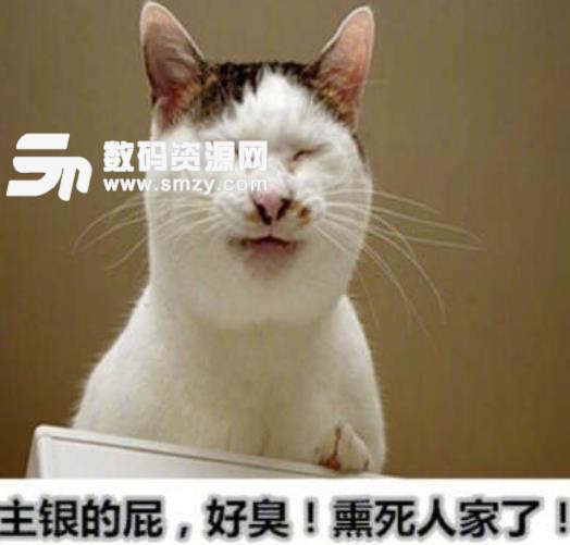 中华别养猫