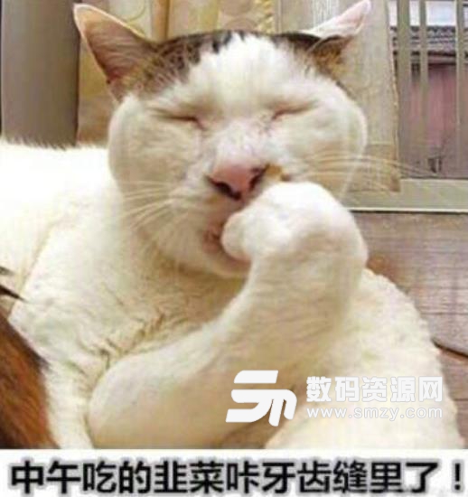 中华别养猫表情包截图
