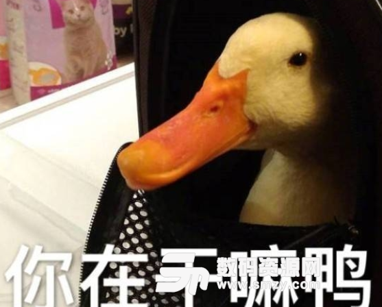 今天也要开心鸭鸭子表情包免费版图片