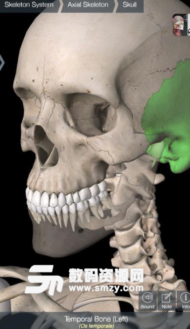 Essential Skeleton4ios版(3d人体骨骼结构图) 苹果手机版
