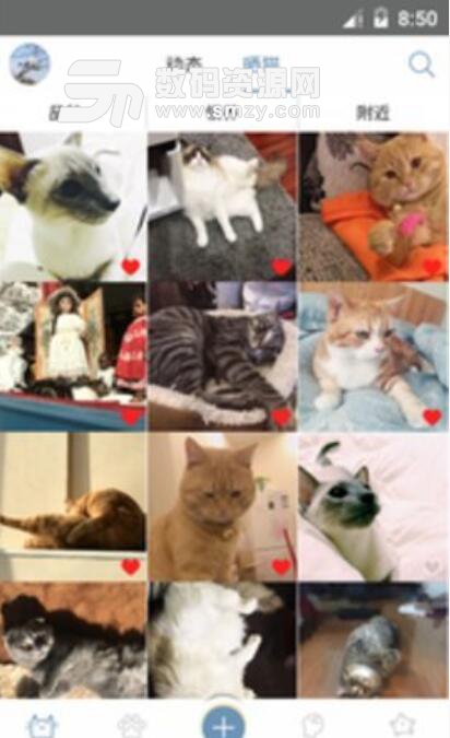 猫咪家族安卓版(猫咪养殖) v3.3.1 正式版