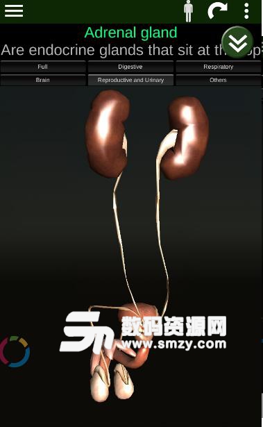 器官3D安卓版(Organs 3D) v2.0.1 手机版