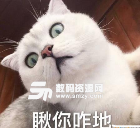 Book思议猫咪表情包