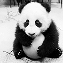国宝大熊猫表情包无水印版