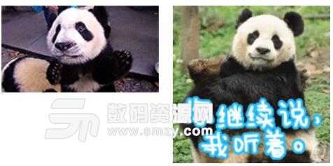 国宝大熊猫表情包最新版
