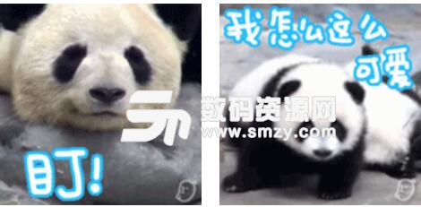国宝大熊猫表情包无水印版