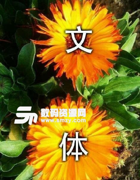 文体两开花聊天表情包