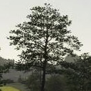 模拟农场19可放置的树木包装MOD