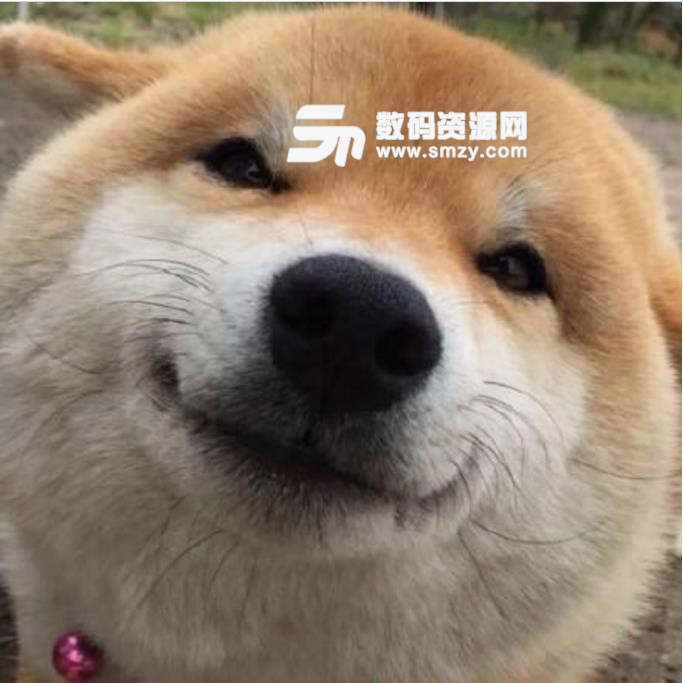 柴犬贱贱表情包