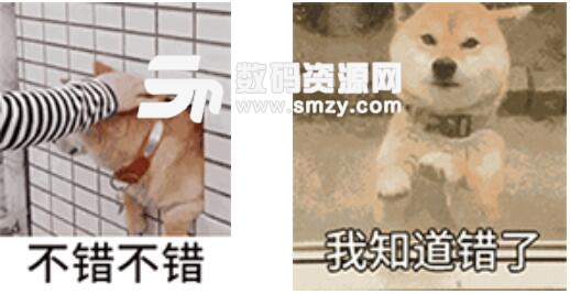 超萌柴犬动态表情包高清版