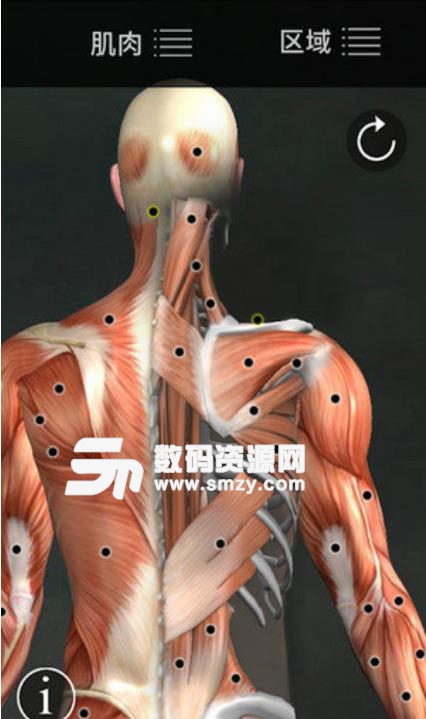 肌肉学图谱专业版(人体解剖学肌肉图谱) v2.8.6 安卓版
