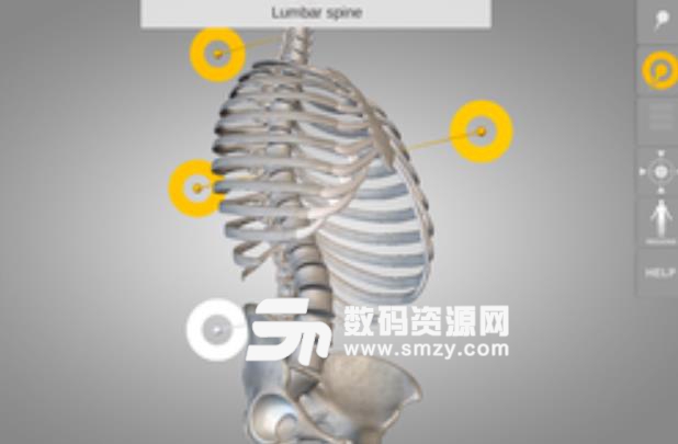 Skeletal System 3D Anatomy Lt精简版v2.6 安卓手机版