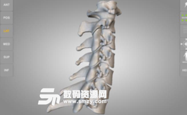 Skeletal System 3D Anatomy Lt精简版v2.6 安卓手机版