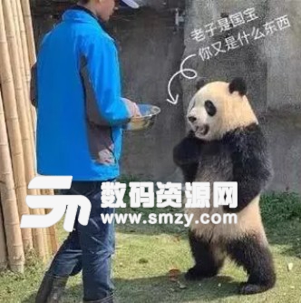 熊猫叉腰图片高清版