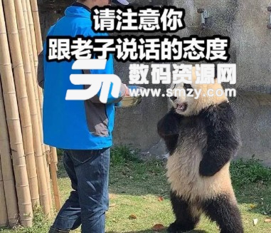 熊貓叉腰表情包