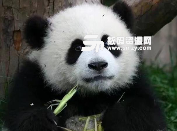 大熊猫认脸APP是什么 什么时候时候上线